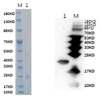 Reducing 12% SDS-PAGE analysis profile of purified Tnfsf15 (CBB stained).